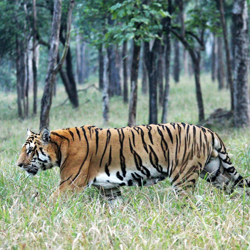 Pench
